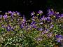Ger sylvaticum Birch Lilac_2
